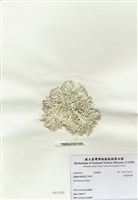 藏品(鼓苞粉枝藻)的圖片